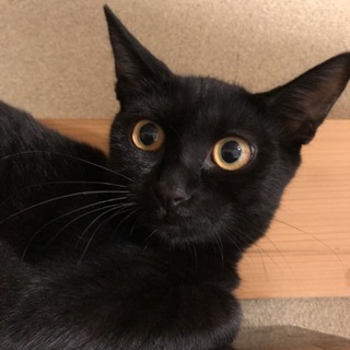 可愛い❤️黒猫３兄妹