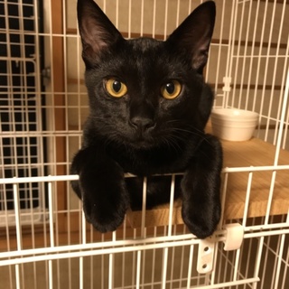 可愛い❤️黒猫３兄妹