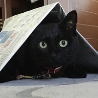 にゃご