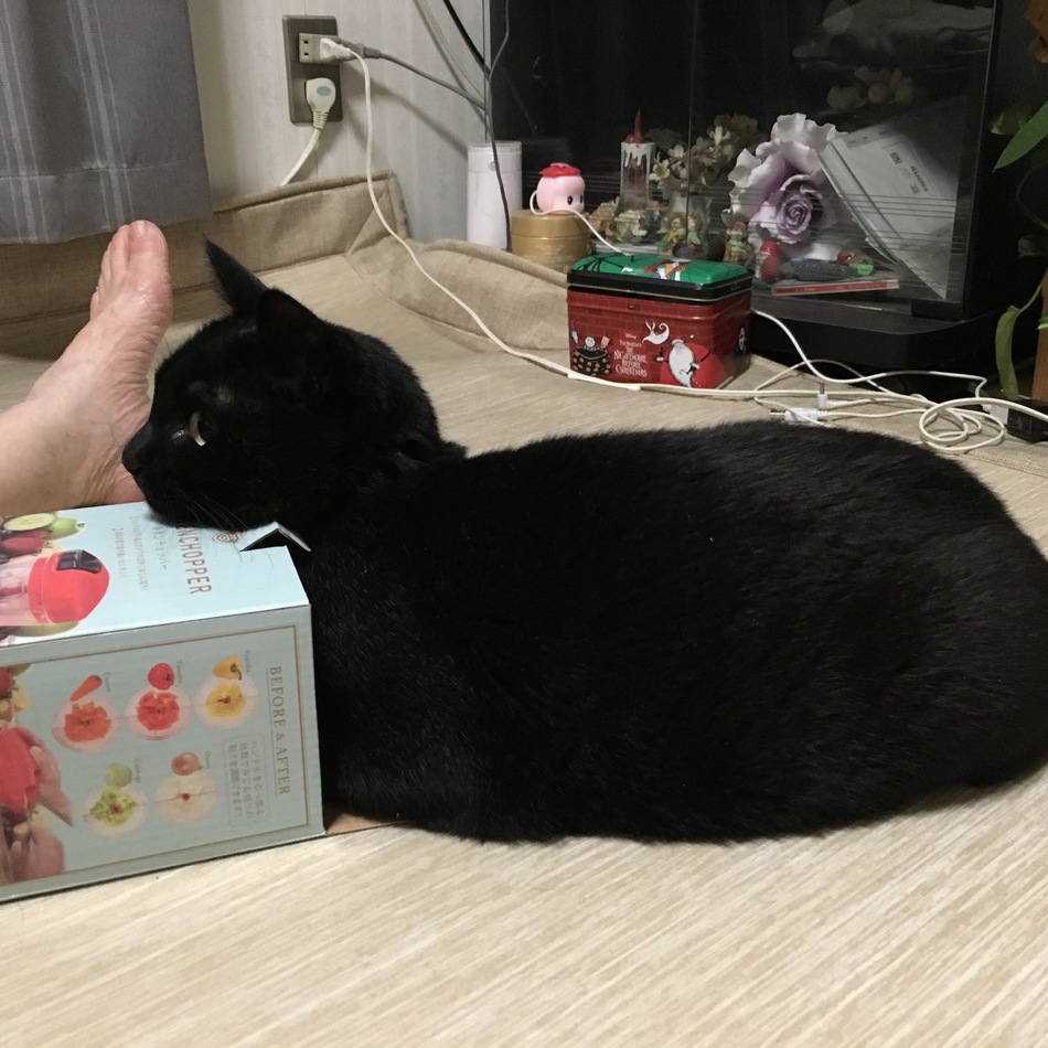 にゃごのカバー写真