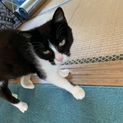 里親募集中です。