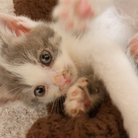 生後1ヵ月ねこちゃん