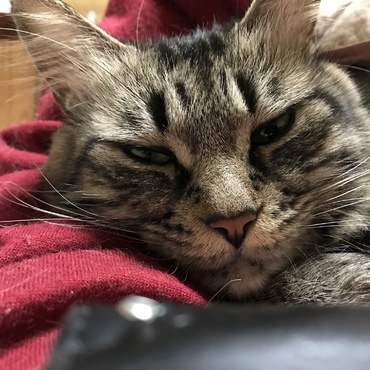 いつもベッドで腕の中かお腹の上で一緒に寝ています甘えたのミーちゃん
