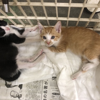 模様のバランスが綺麗なトラちゃん(^^)