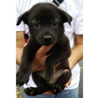 保健所から引き出した子犬♂