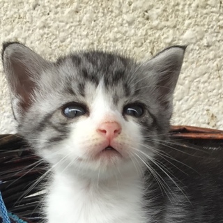 終生飼える方求む