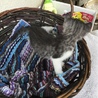 終生飼える方求む サムネイル6
