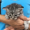 終生飼える方求む