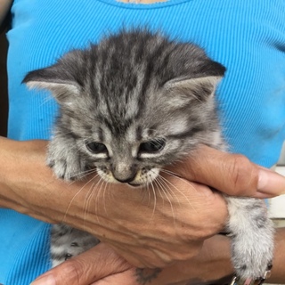 終生飼える方求む