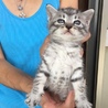 終生飼える方求む サムネイル2