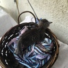 終生飼える方求む サムネイル3