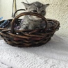終生飼える方求む サムネイル5