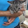 終生飼える方求む サムネイル6