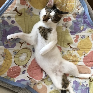 ★白メインの白キジの男の子★