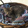 終生飼える方求む サムネイル2