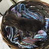 終生飼える方求む サムネイル4