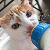 ヒエン