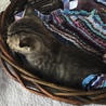 終生飼える方求む サムネイル3