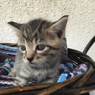 終生飼える方求む