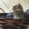 終生飼える方求む サムネイル2