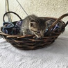終生飼える方求む サムネイル4