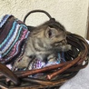 終生飼える方求む サムネイル5