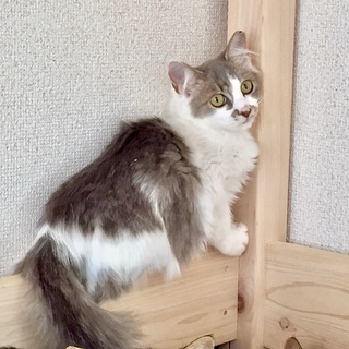 10/6譲渡会☆キャットミルクが大好き「メアリー」