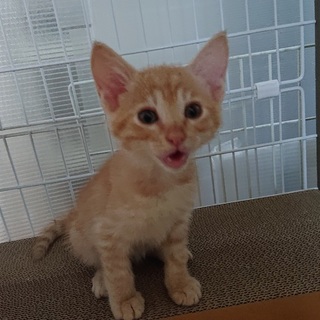 可愛さピークです！とわ君