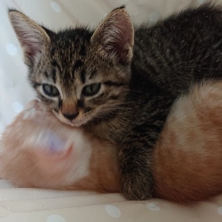 可愛さピークです！クレアちゃん