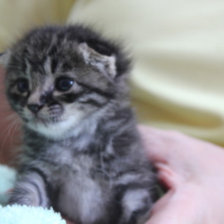 超甘えん坊のももちゃんです