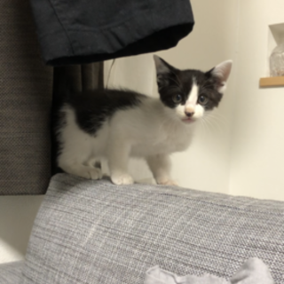 生後2ヶ月のハチワレの男の子