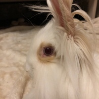 こうめ