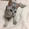 福このさん