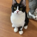可愛いハチワレの女の子！