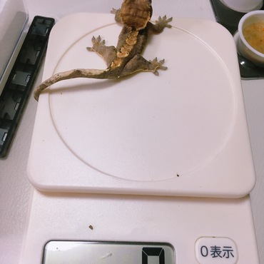 くる病だと言われたが引き取ったくるちゃん。当初5g今は10g