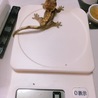 くる病だと言われたが引き取ったくるちゃん。当初5g今は10g