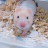パンくん