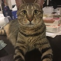人なつこいキジトラ猫 男の子です。