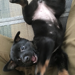 保健所レスキュー 月ちゃん 香川県 犬の里親募集 ペットのおうち 月間利用者150万人 保健所レスキュー 月ちゃん 香川県 犬の里親募集 ペットのおうち 月間利用者150万人