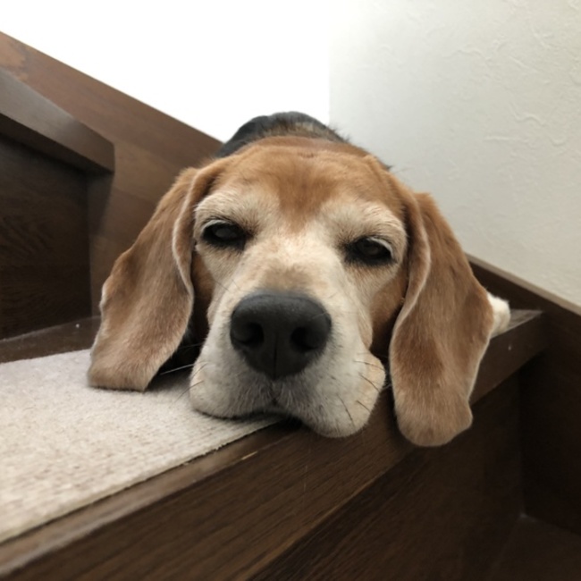 TIGUANのカバー写真