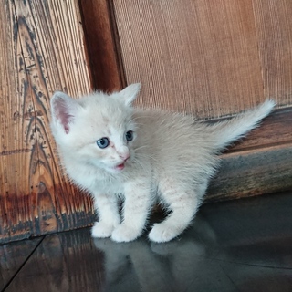 生後5週間、茶色、オス、元気いっぱい