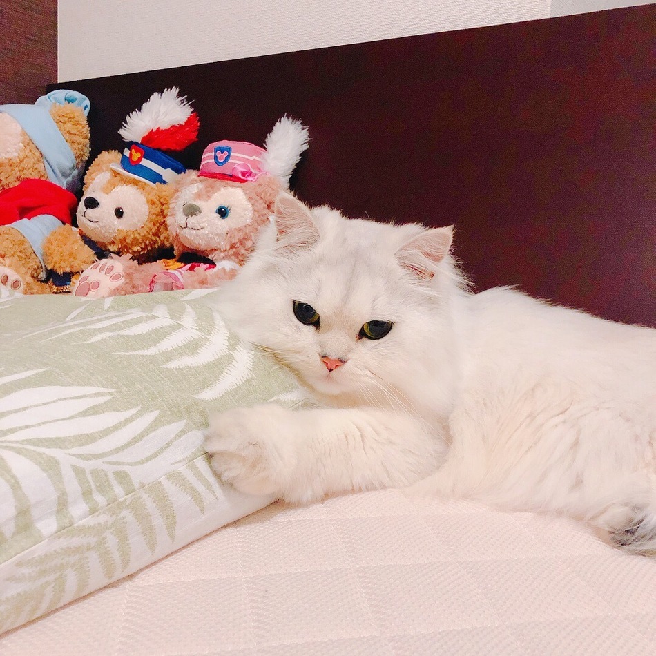 シャネルのカバー写真