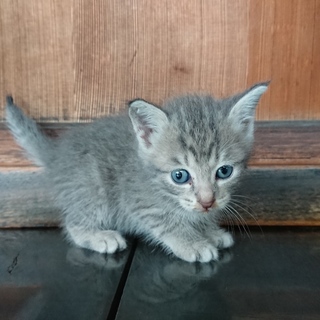 生後5週間、灰色、メス、おっとりした美形
