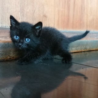 生後5週間、黒、オス、甘えん坊