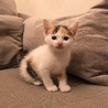 サロトイ