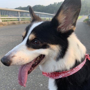 お散歩