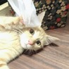 ひとなつっこい、ふわふわの女の子♪ サムネイル5