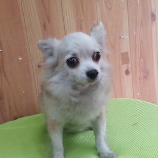 トライアルにつきルル里親募集停止