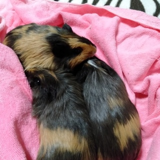 優しい里親募集中