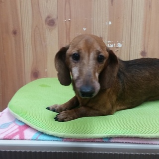 ビーバトライアルにつき募集停止